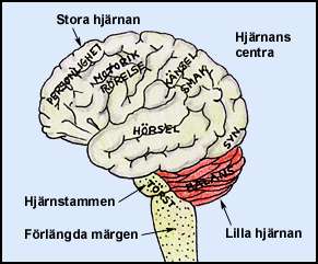 Hjärnan
