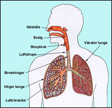 Respirationssystemet